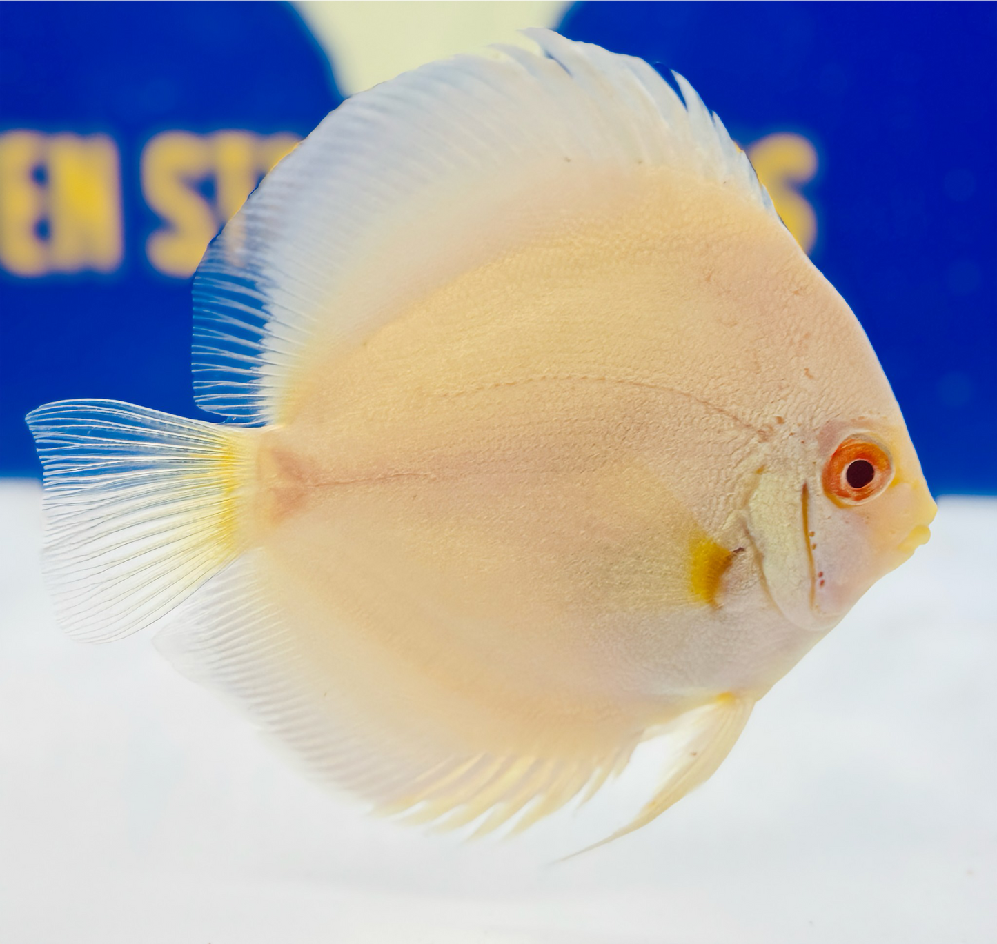 Albino Platinum Discus 4-4.5"