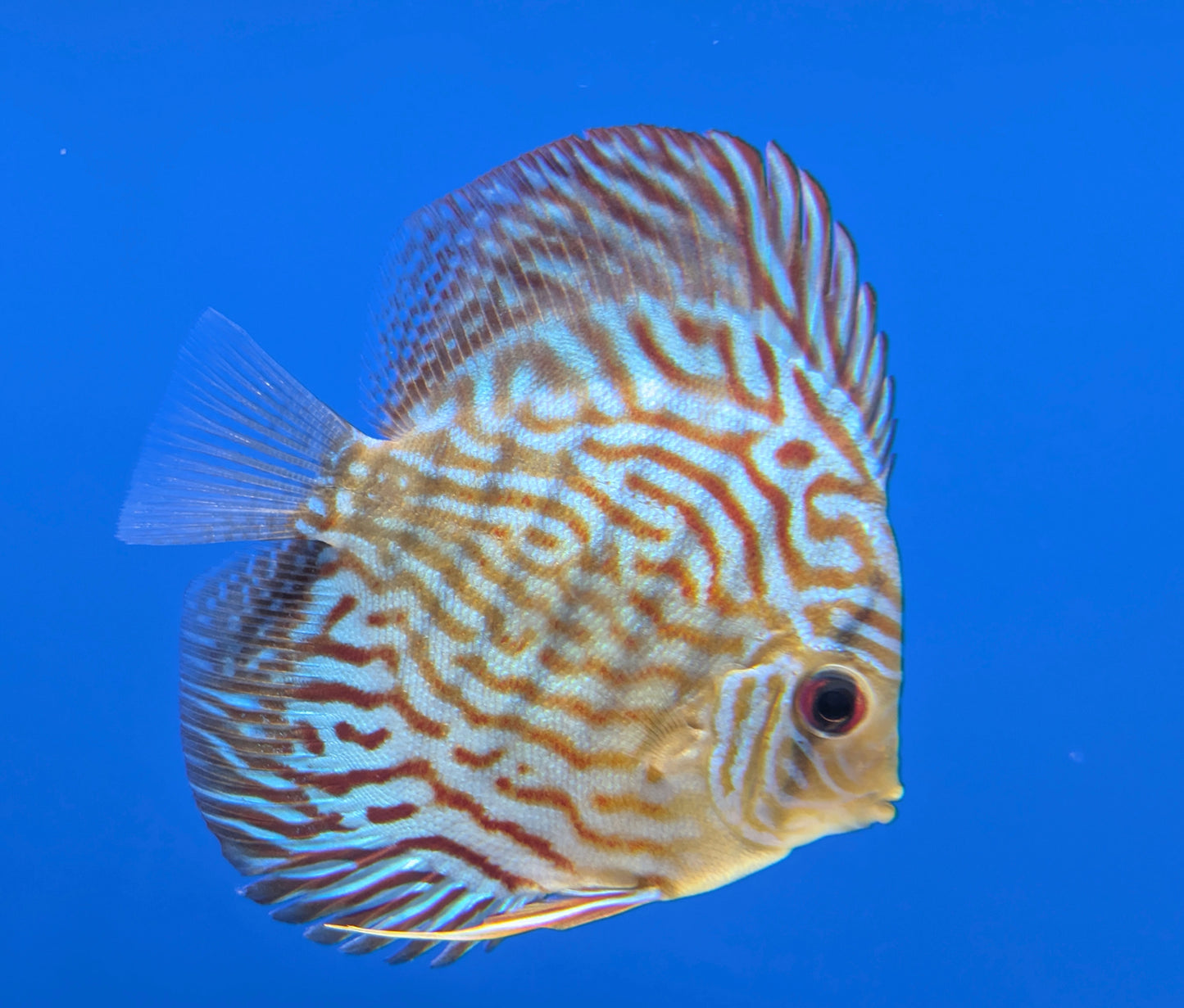 Altum Carnation Discus 3-3.5"