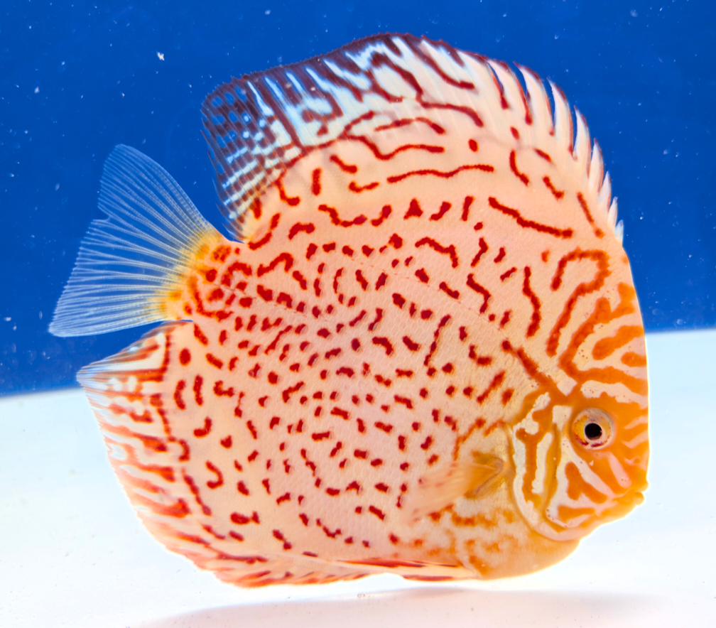 Golden State Discus - Premium Discus Fish and Expert Aquarium Care