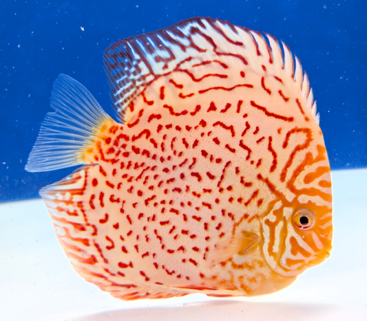 Albino Leopard Discus 5-5.5"