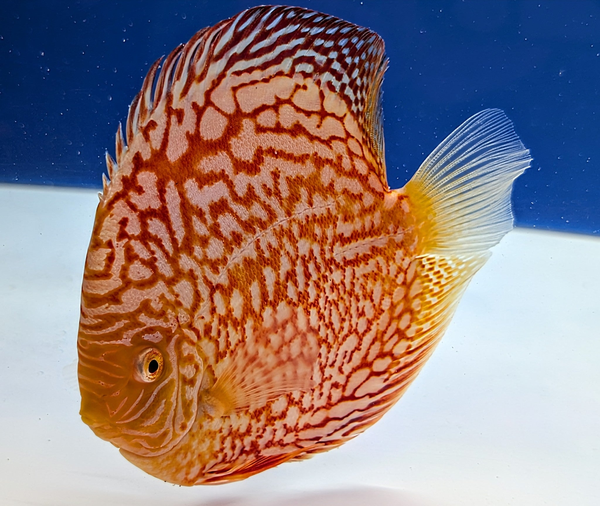 Golden State Discus - Premium Discus Fish and Expert Aquarium Care