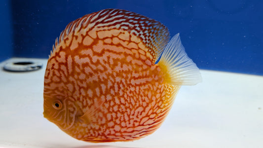 ALBINO MAJESTIC CHECKERBOARD DISCUS 5-5.5"