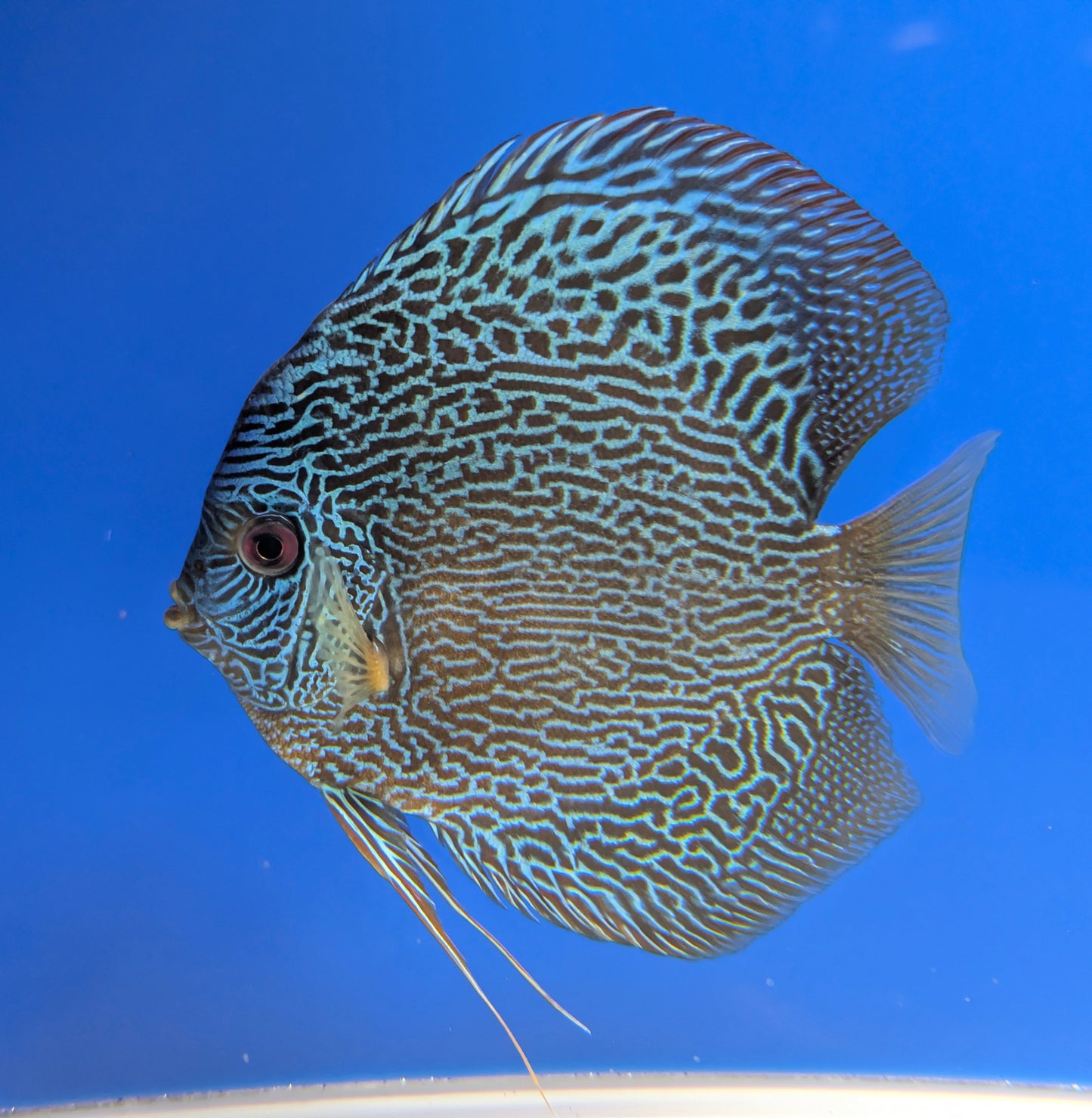 BLUE SNAKESKIN DISCUS PREMIUM 6-6.5"