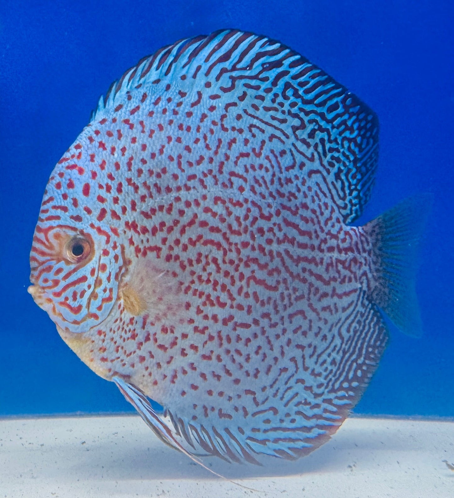VIPER KING DISCUS PREMIUM JUMBO 6.5-7.5"