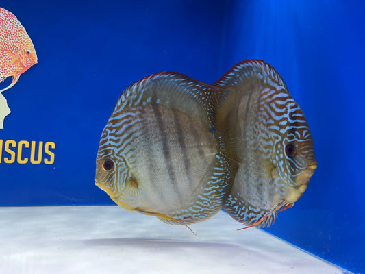 Wild Cross Royal Blue Jumbo Premium Discus 6.5-7.5"
