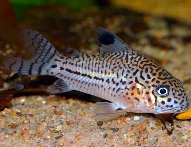 JULII CORYDORAS CATFISH