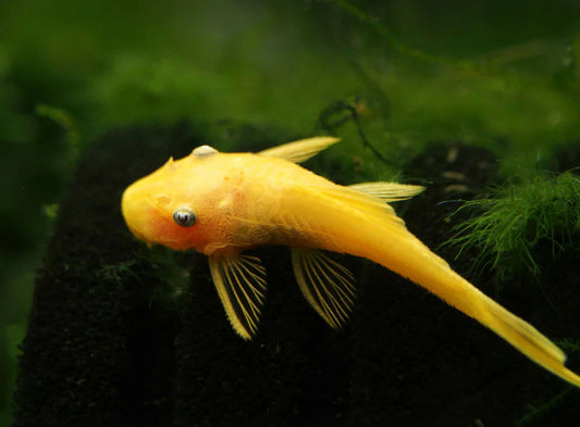 BLUE-EYE ALBINO BUSHYNOSE PLECO - SM