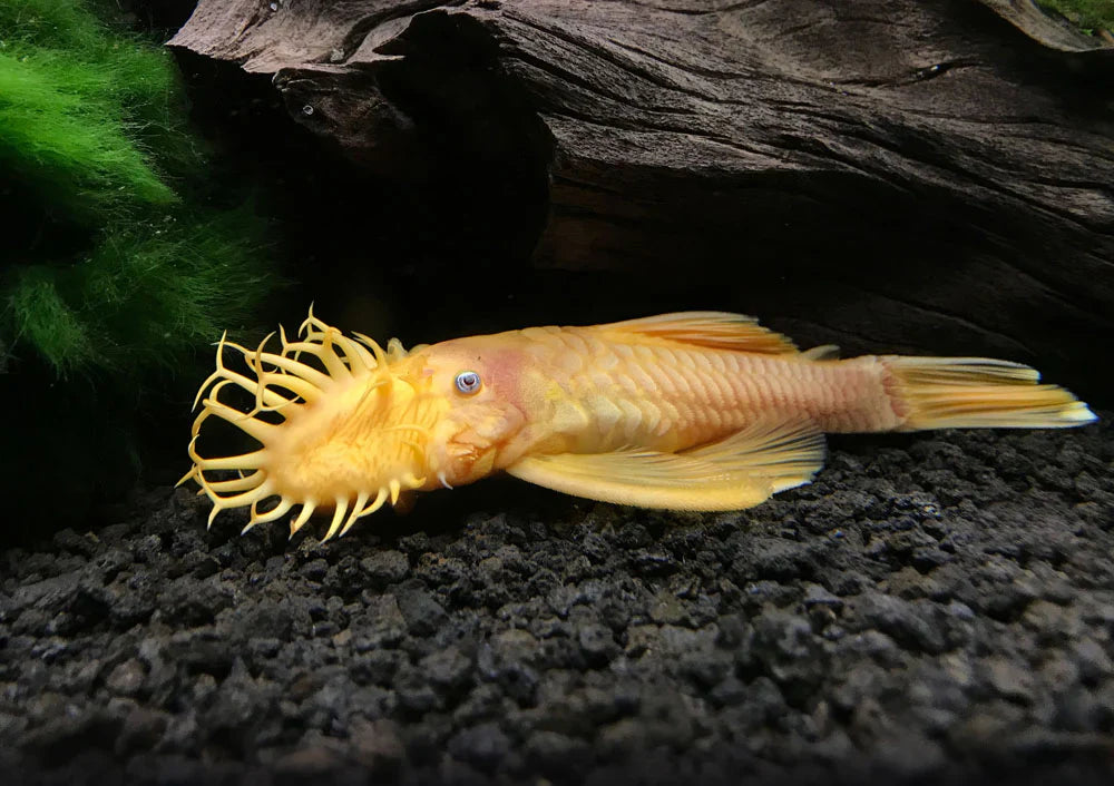 Blue Eye Lemon Bristlenose Pleco
