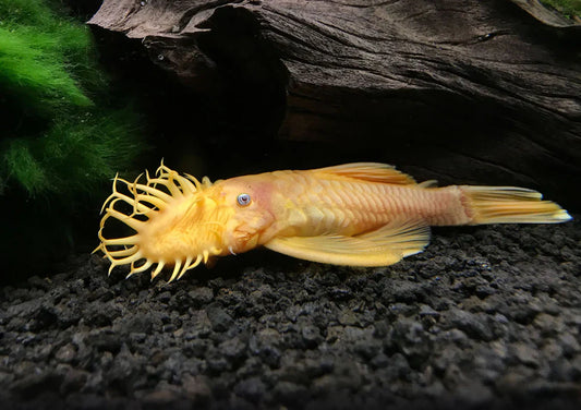 Blue Eye Lemon Bristlenose Pleco