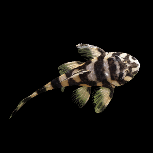 BUTTERFLY PLECOLTIA - MD - L-52