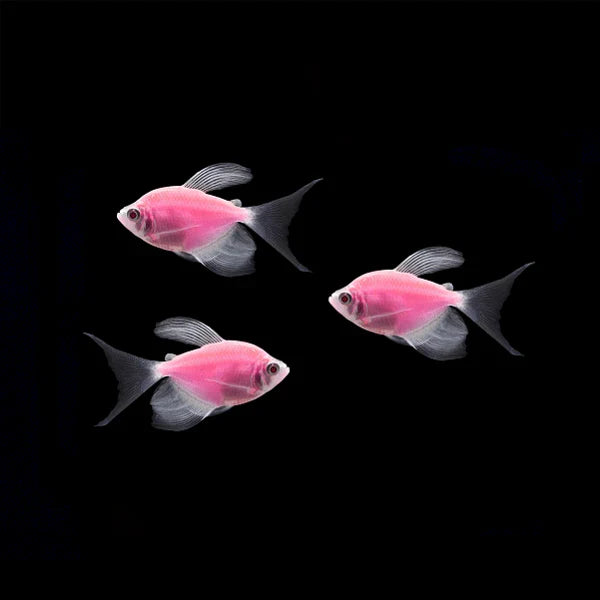 MOONRISE PINK GLO TETRA