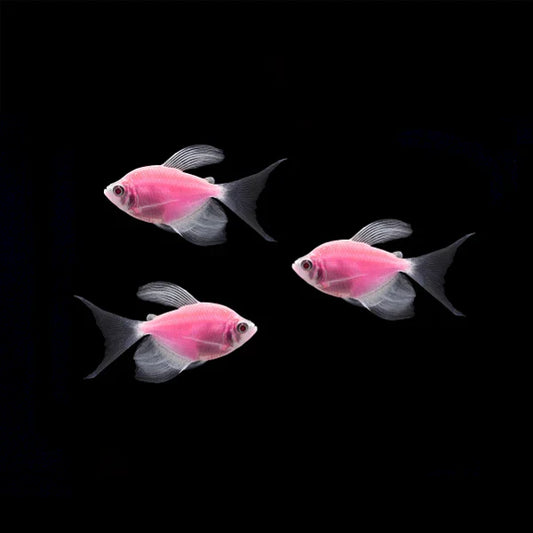 Moonrise Pink Glo Tetra