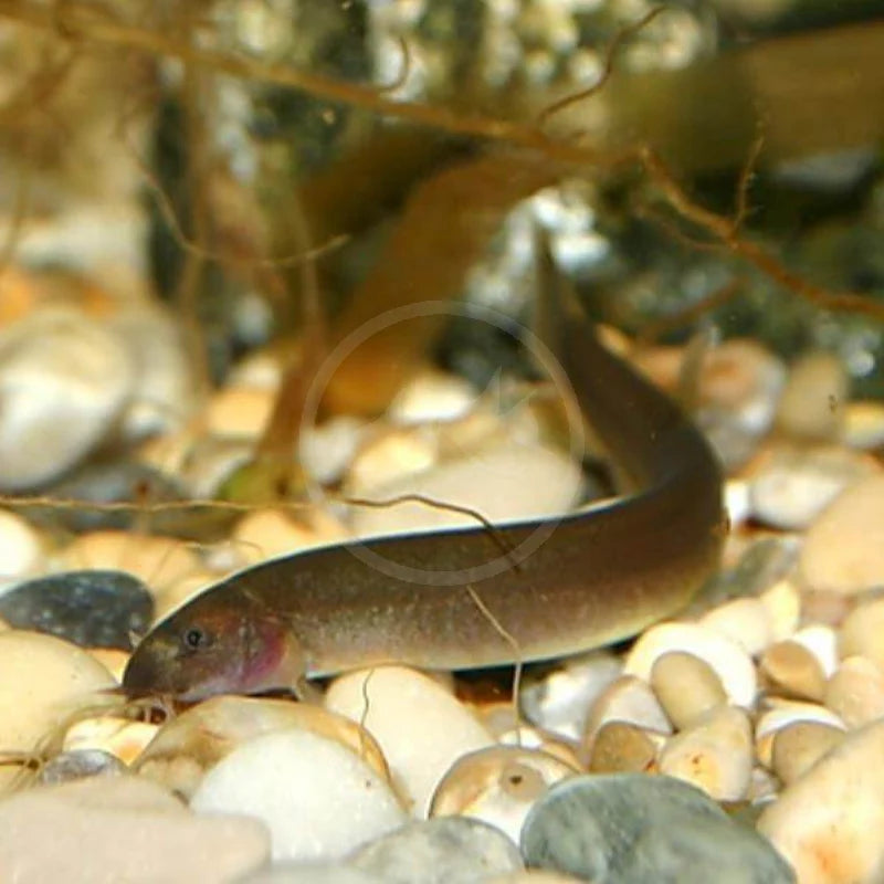 Black Kuhli Loach
