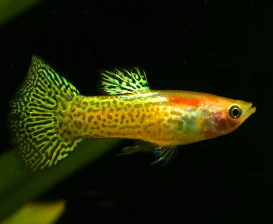 Citrus Cobra Guppy