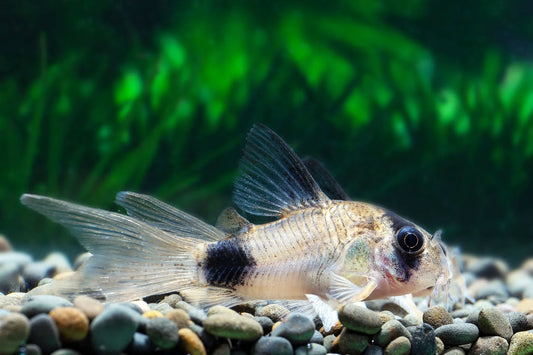 Longfin Panda Corydoras Catfish