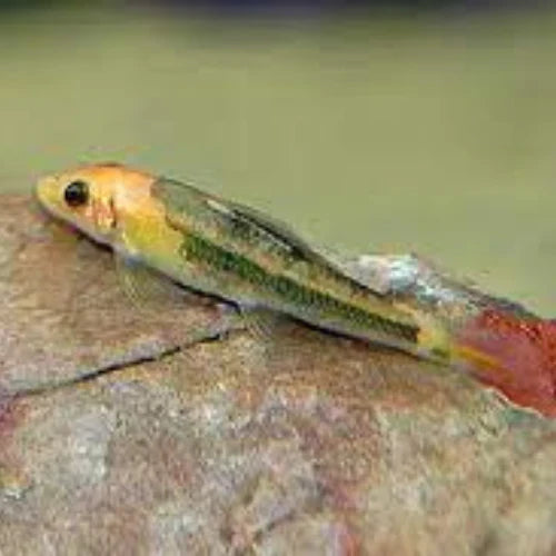 Gold Marble Chinese Algae Eater