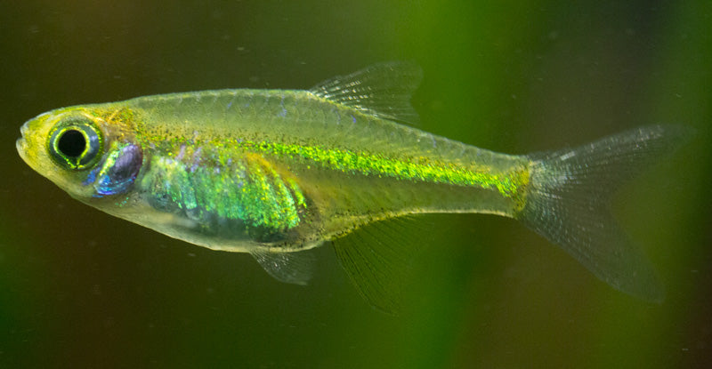 Green Kubotai Rasbora
