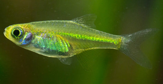 Green Kubotai Rasbora