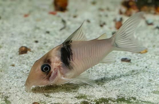 Virginiae Corydoras Catfish