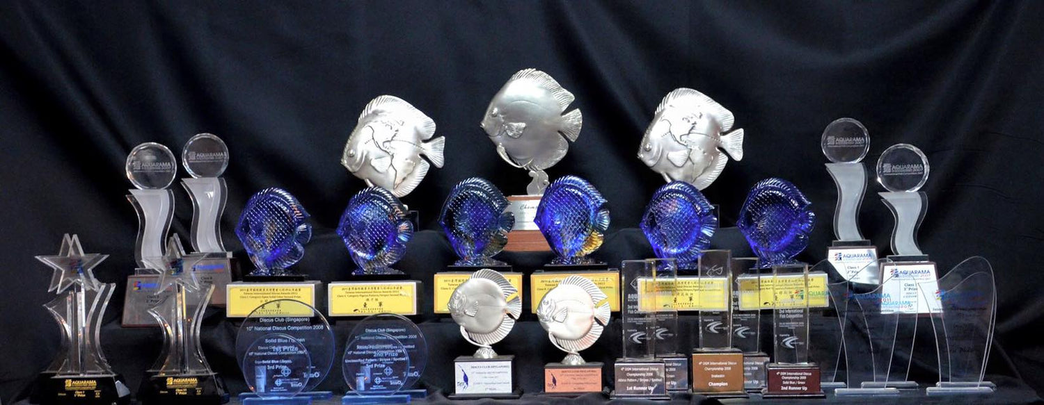 Golden State Discus - Premium Discus Fish and Expert Aquarium Care