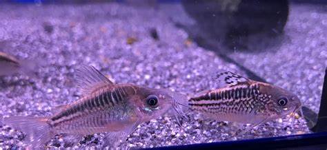 ELEGANS CORYDORAS CATFISH