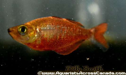 Red Irian Rainbowfish