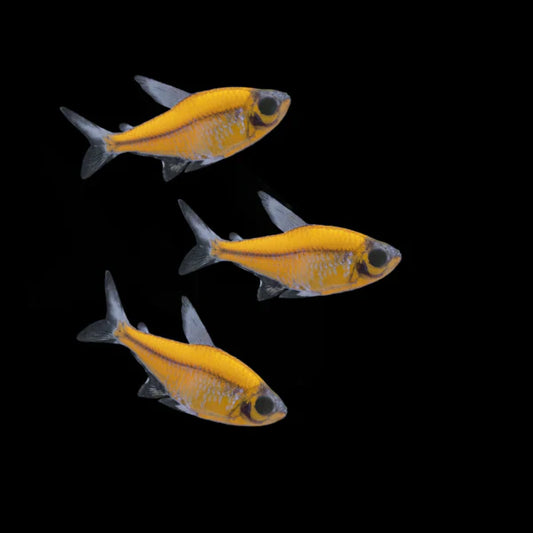 Sunburst Orange Glo Pristella Tetra