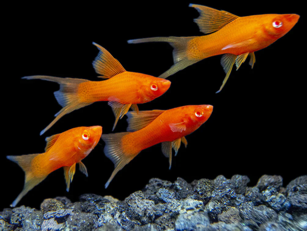 RED LYRETAIL SWORDTAIL