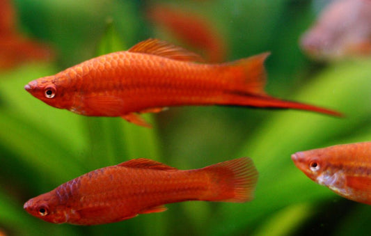 RED SWORDTAIL