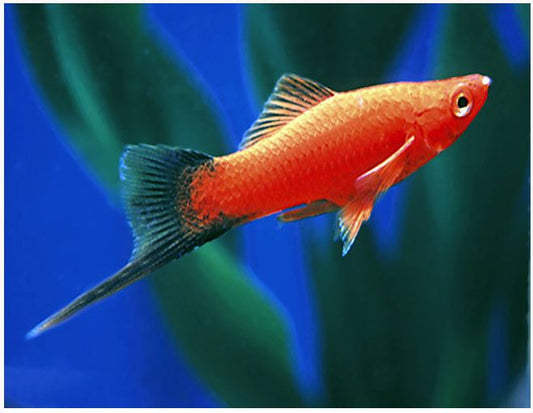 RED WAG SWORDTAIL