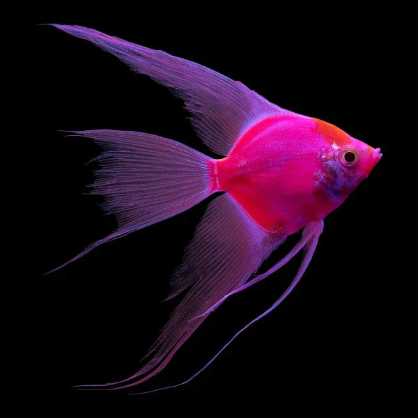 STARFIRE RED GLO ANGEL