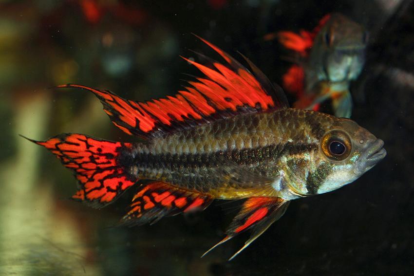 Apistogramma Cacatoides Double Red