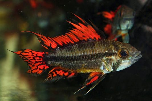 Apistogramma Cacatoides Double Red