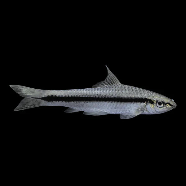 Siamensis Algae Eating Shark