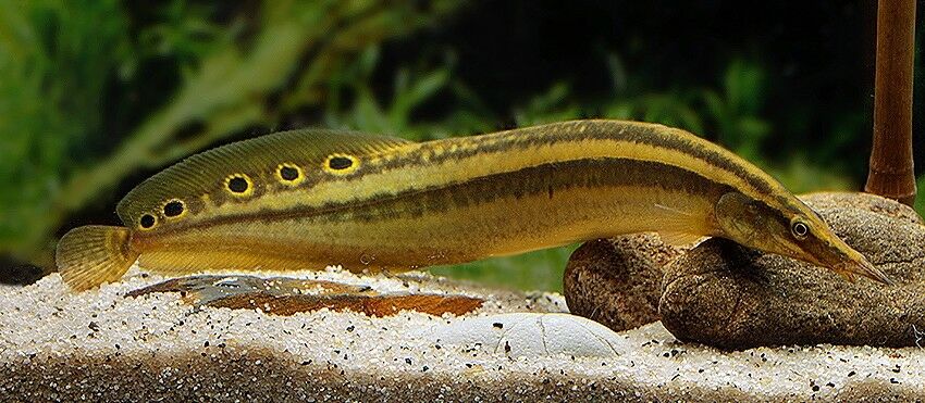 Peacock Spiny Eel
