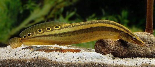 Peacock Spiny Eel