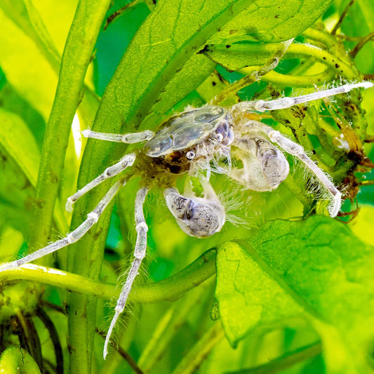 Thai Micro Crab