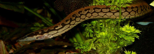 Tire Track Eel
