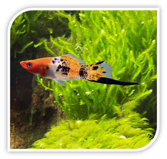 TRI COLOR KOI SWORDTAIL