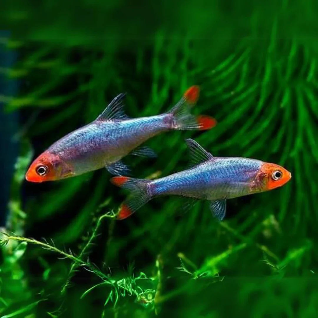 ASIAN RUMMYNOSE/SAWBWA RASBORA