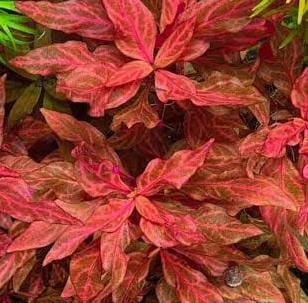 Alternanthera Reineckii Veriegated