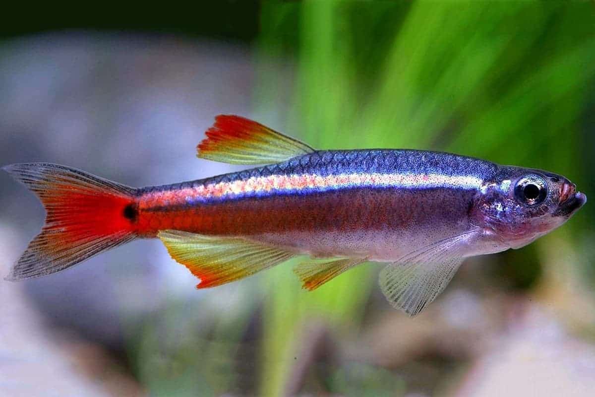 White Cloud Minnow