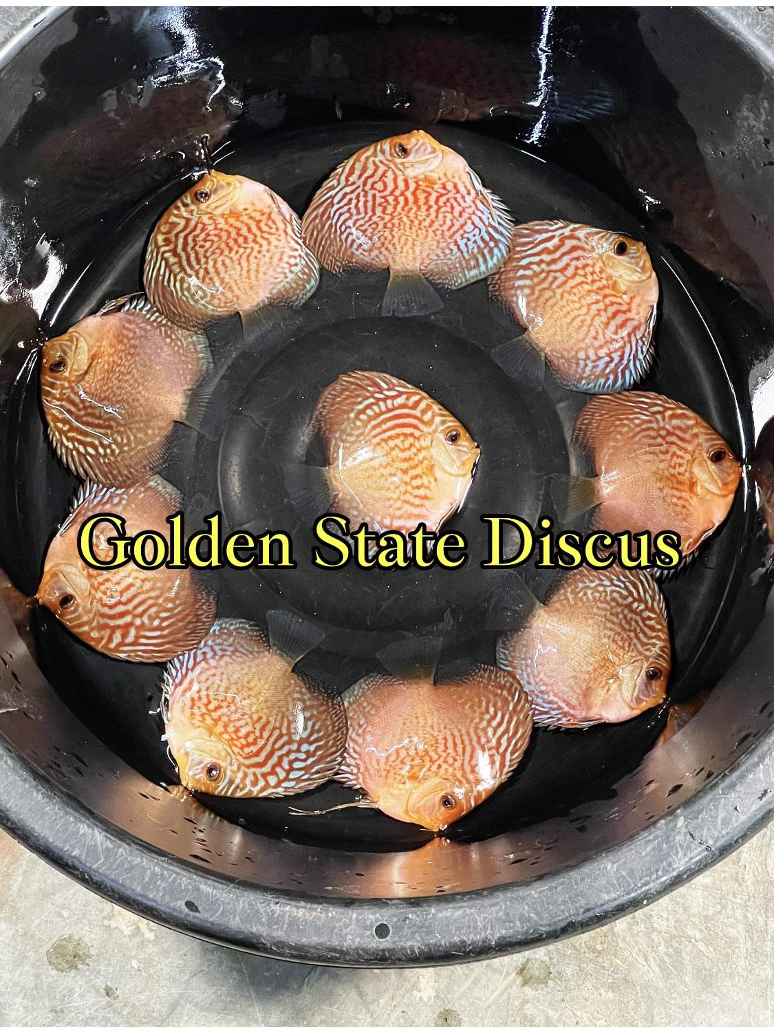 Golden State Discus Inventory – Page 4
