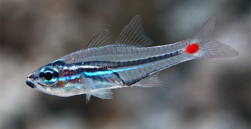 Red Spot Glass Cardinalfish