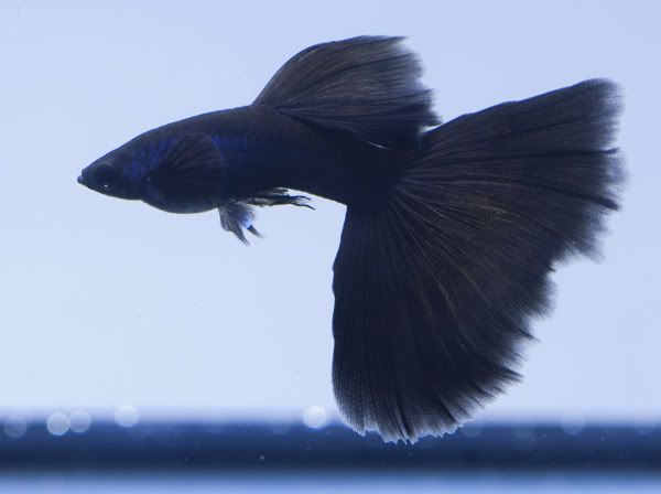 Black Moscow Male Guppy