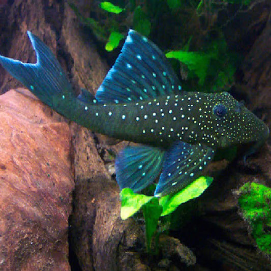 BLUE PHANTOM PLECO - MD - L-128