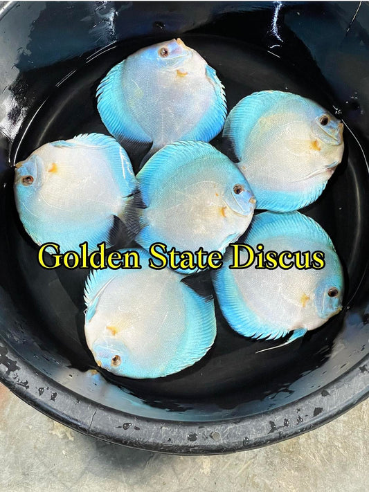 Blue Diamond  Discus Premium 6-6.5"