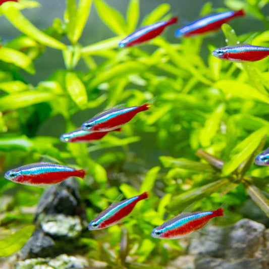 Cardinal Tetra