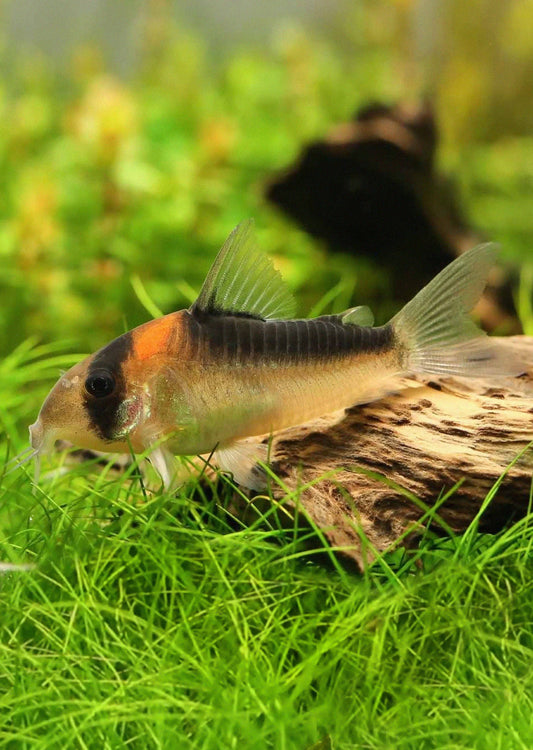 Adolfoi Corydoras Catfish