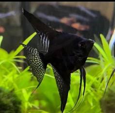 Black Angelfish